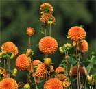 die Schwester der Königin unter den Blumen im Garten die Schwester der Königin unter den Blumen im Garten